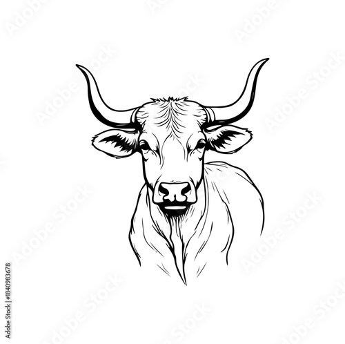 vector illustration of a cow