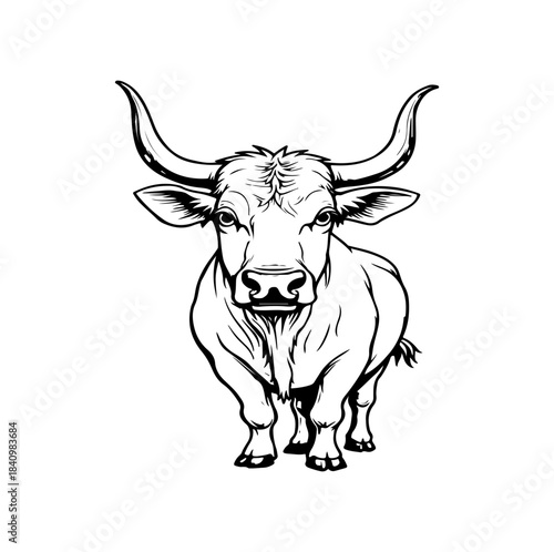 vector illustration of a cow