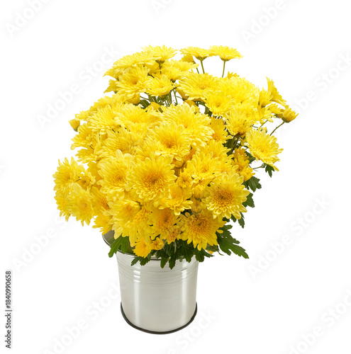 Bild auf Leinwand Yellow chrysanthemum flowers (Chrysanthemum morifolium) in white vase isolated o