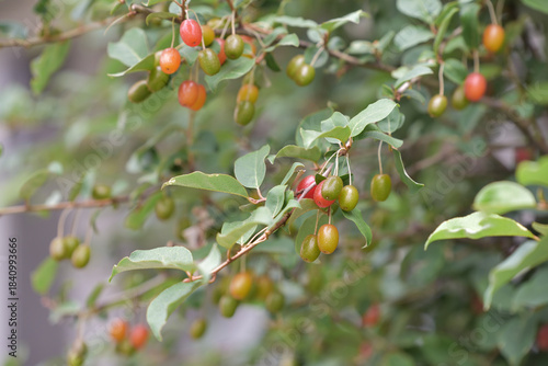 Fruit of silverberry, ripening on the branches