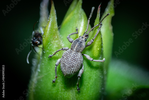 Tableau sur toile Otiorhynchus is a large genus of weevils in the family Curculionidae