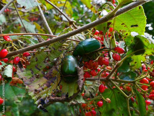 晩秋、太陽が沈むのは早い。木々や草たちは枝や葉っぱを落として冬支度だ。冷え冷えとした空気が辺りを包む午後。鳥たちも家路につく時間。遠くで村の時を告げるサイレンがなった。のどかさを感じる平和な、村の日暮れ。優しさ、愛おしさ、一抹の寂しさをも感じる時間。いつまでも変わらなく永遠に続くことを願う自分。この豊かな国を壊してはいけない。この美しき日本を守っていかなければならない。私たちにできることは何か。