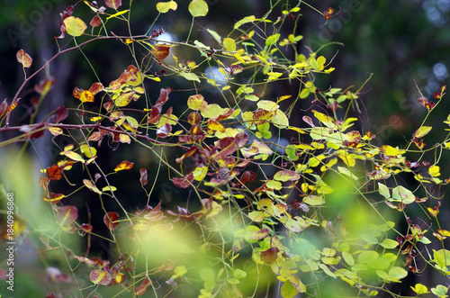 晩秋、太陽が沈むのは早い。木々や草たちは枝や葉っぱを落として冬支度だ。冷え冷えとした空気が辺りを包む午後。鳥たちも家路につく時間。遠くで村の時を告げるサイレンがなった。のどかさを感じる平和な、村の日暮れ。優しさ、愛おしさ、一抹の寂しさをも感じる時間。いつまでも変わらなく永遠に続くことを願う自分。この豊かな国を壊してはいけない。この美しき日本を守っていかなければならない。私たちにできることは何か。