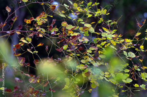 晩秋、太陽が沈むのは早い。木々や草たちは枝や葉っぱを落として冬支度だ。冷え冷えとした空気が辺りを包む午後。鳥たちも家路につく時間。遠くで村の時を告げるサイレンがなった。のどかさを感じる平和な、村の日暮れ。優しさ、愛おしさ、一抹の寂しさをも感じる時間。いつまでも変わらなく永遠に続くことを願う自分。この豊かな国を壊してはいけない。この美しき日本を守っていかなければならない。私たちにできることは何か。