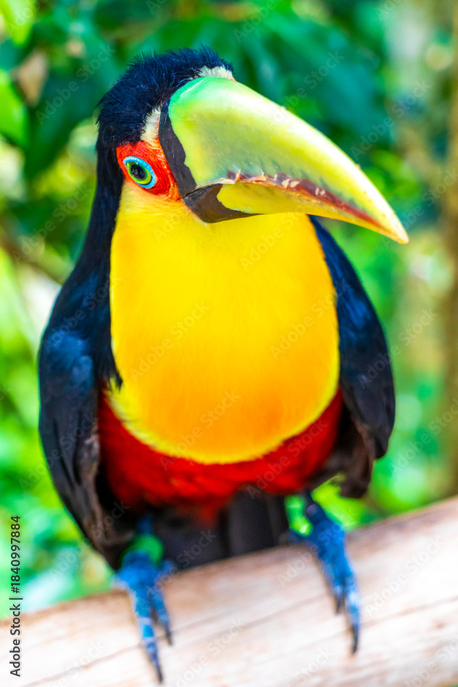 Obraz premium Red breasted toucan colorful bird in tropical nature of Brazil.