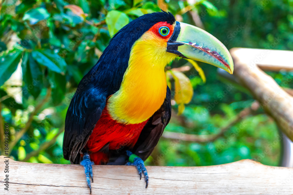 Obraz premium Red breasted toucan colorful bird in tropical nature of Brazil.