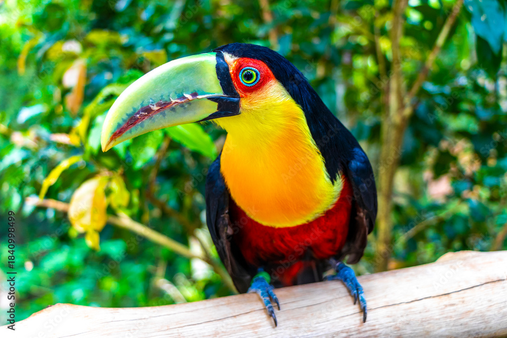 Fototapeta premium Red breasted toucan colorful bird in tropical nature of Brazil.
