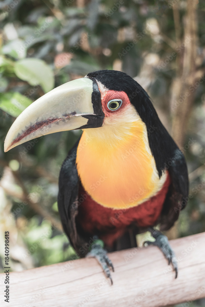 Fototapeta premium Red breasted toucan colorful bird in tropical nature of Brazil.