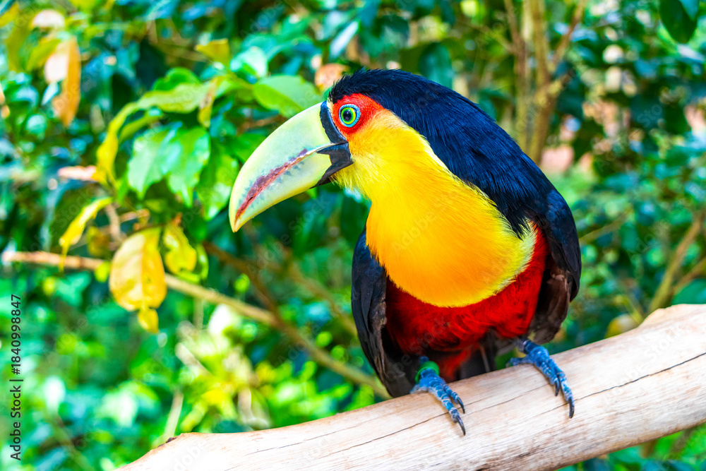 Fototapeta premium Red breasted toucan colorful bird in tropical nature of Brazil.