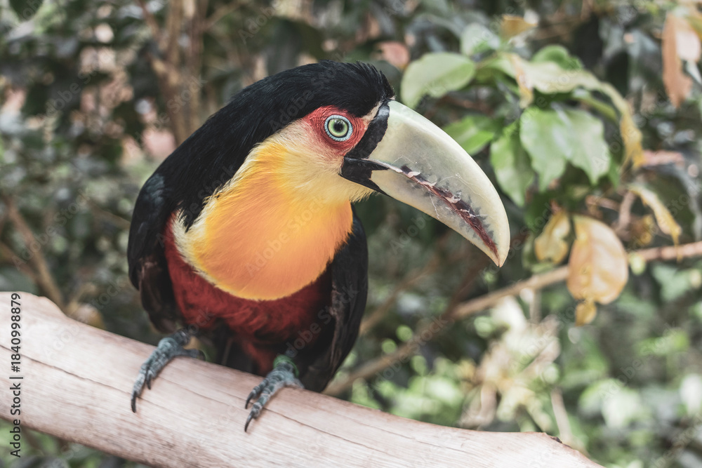 Fototapeta premium Red breasted toucan colorful bird in tropical nature of Brazil.