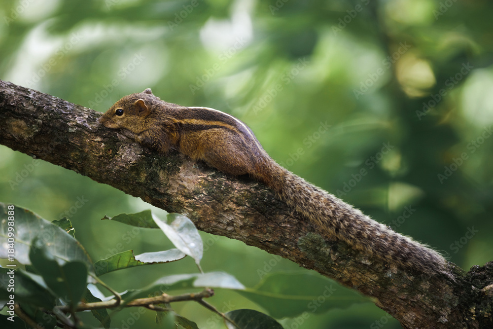 Obraz premium Wild Squirrel Resting on Tree Branch in a Lush Green Forest Setting
