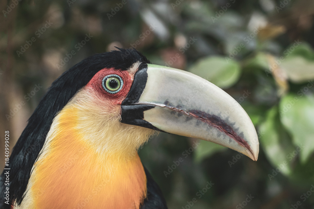 Fototapeta premium Red breasted toucan colorful bird in tropical nature of Brazil.