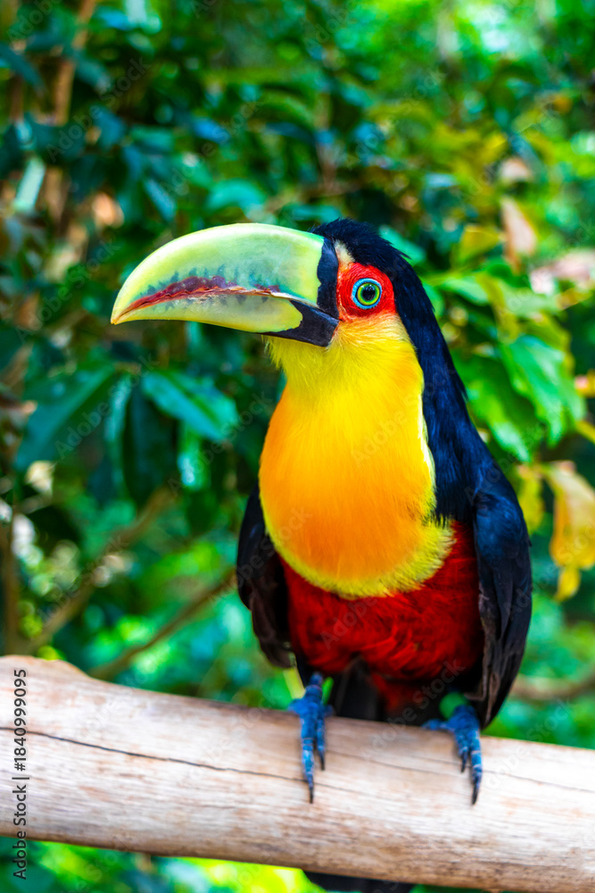 Fototapeta premium Red breasted toucan colorful bird in tropical nature of Brazil.