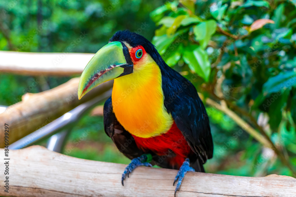 Fototapeta premium Red breasted toucan colorful bird in tropical nature of Brazil.