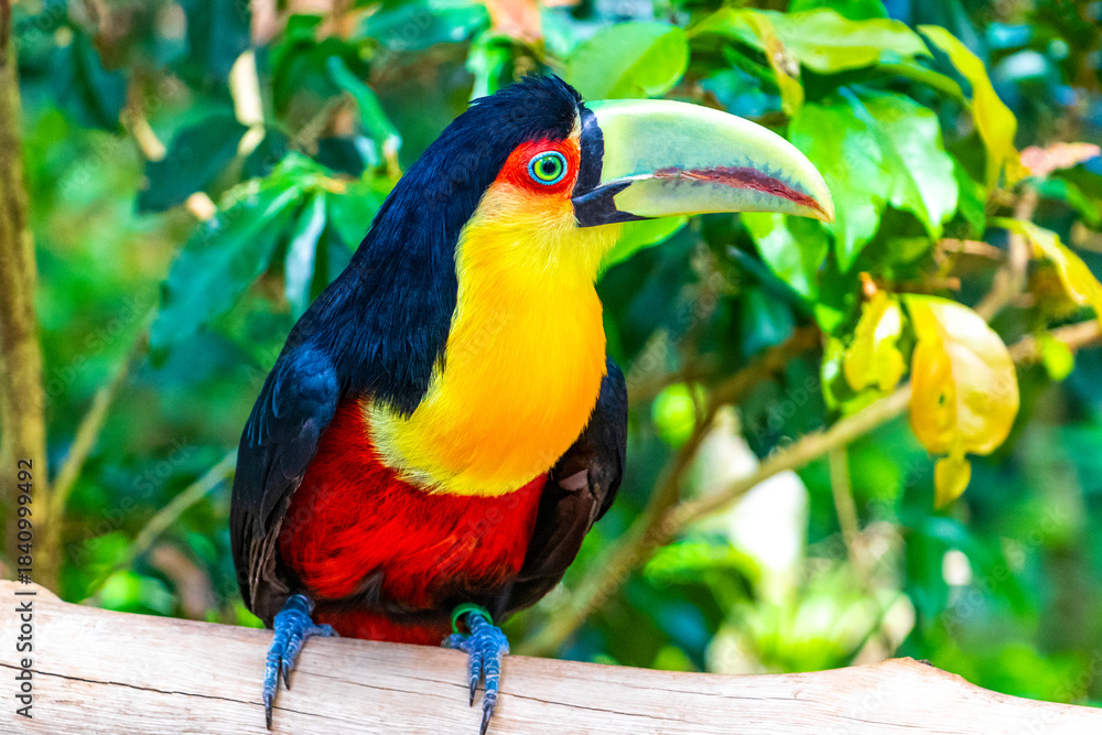 Fototapeta premium Red breasted toucan colorful bird in tropical nature of Brazil.