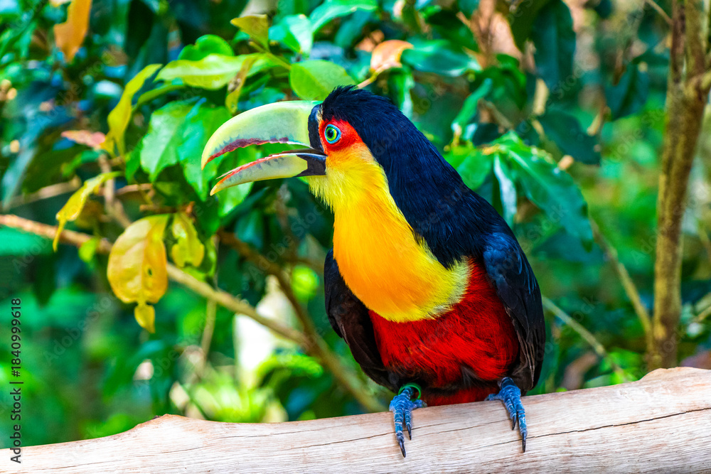 Fototapeta premium Red breasted toucan colorful bird in tropical nature of Brazil.