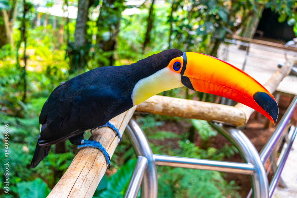 Fototapeta premium Toco toucan colorful bird in tropical nature jungle of Brazil.