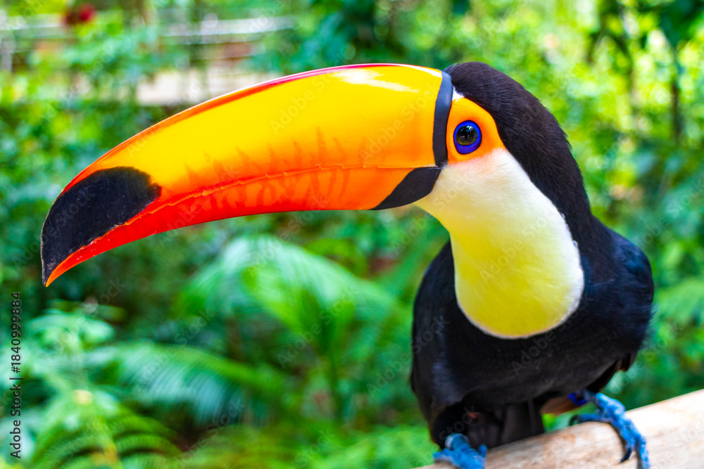 Fototapeta premium Toco toucan colorful bird in tropical nature jungle of Brazil.