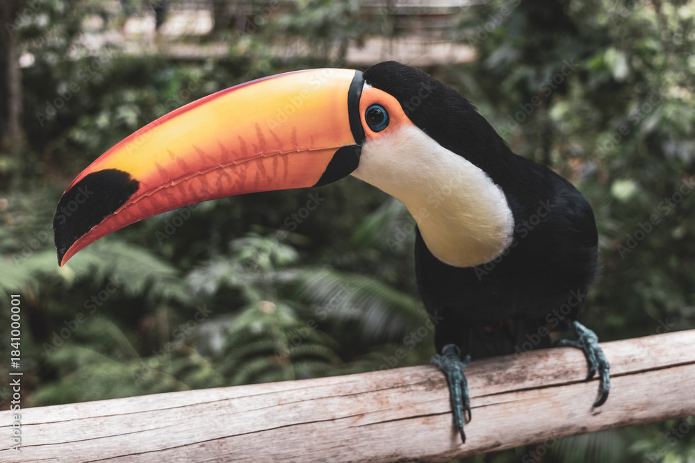 Fototapeta premium Toco toucan colorful bird in tropical nature jungle of Brazil.