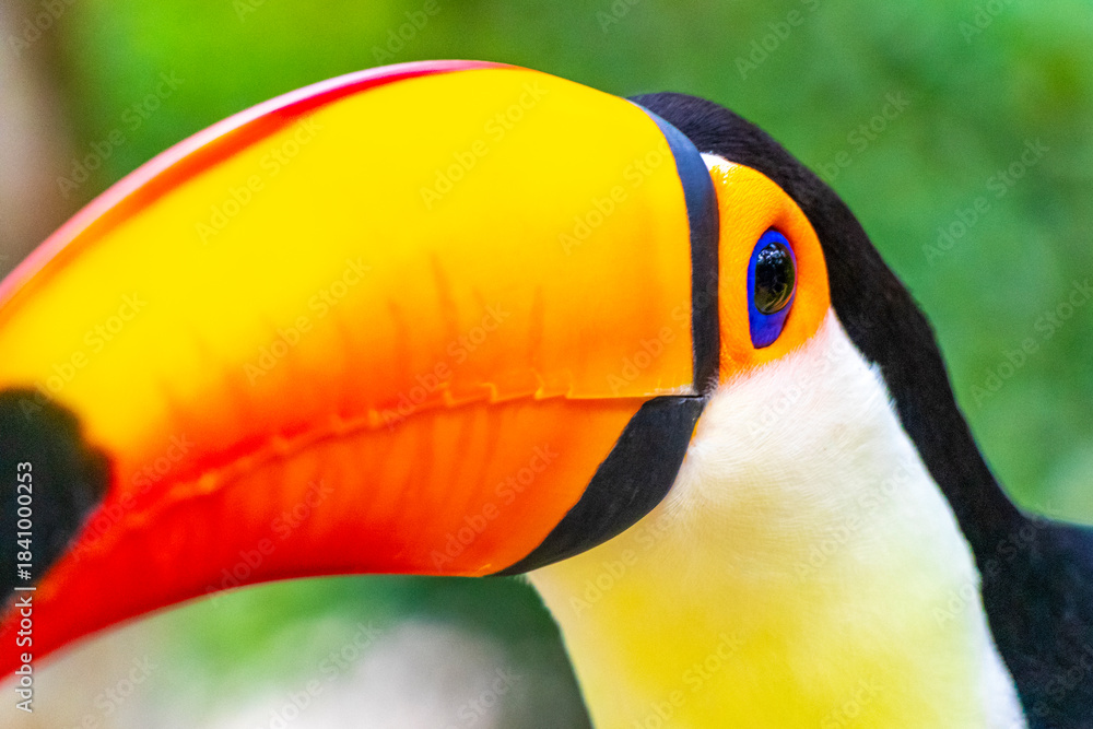 Fototapeta premium Toco toucan colorful bird in tropical nature jungle of Brazil.