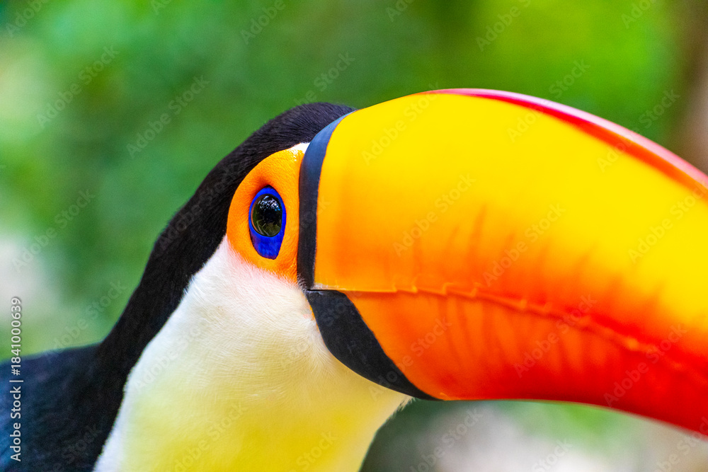 Fototapeta premium Toco toucan colorful bird in tropical nature jungle of Brazil.