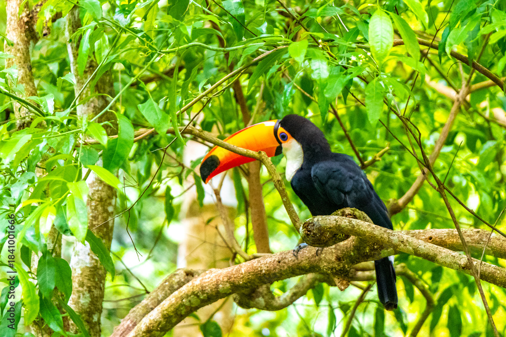 Fototapeta premium Toco toucan colorful bird in tropical nature jungle of Brazil.