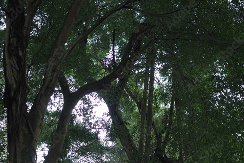 Majestic Banyan Trees with Intertwined Roots and Green Canopies