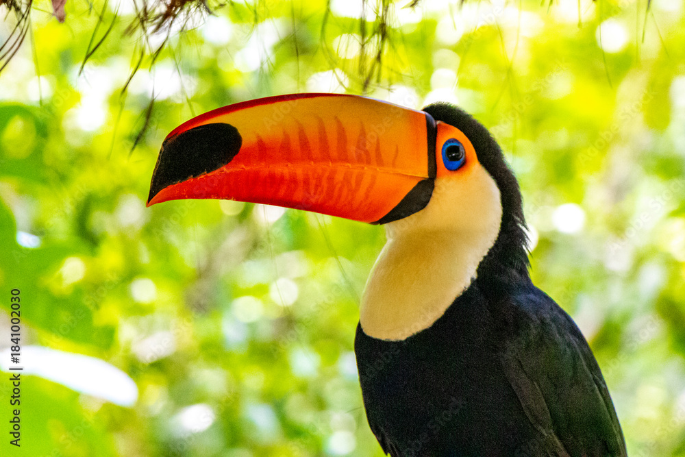 Fototapeta premium Toco toucan colorful bird in tropical nature jungle of Brazil.