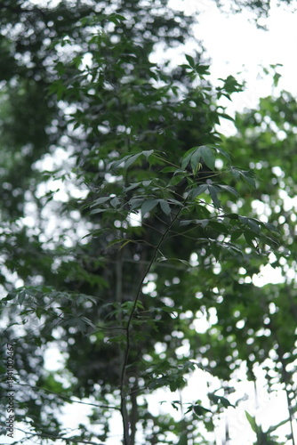 Lush Green Leaves and Branches Against a Bright Sky