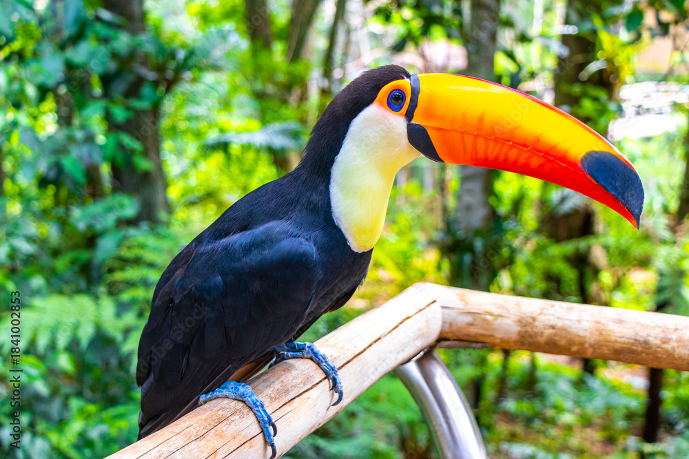 Obraz premium Toco toucan colorful bird in tropical nature jungle of Brazil.