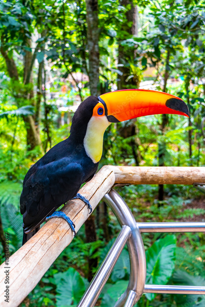 Fototapeta premium Toco toucan colorful bird in tropical nature jungle of Brazil.
