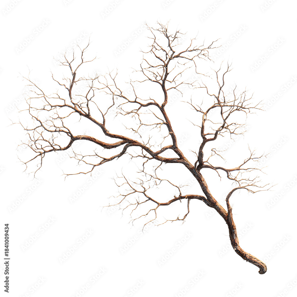 Fototapeta premium Detailed 3D Rendering of a Isolated Bare Branch | Photorealistic Render
