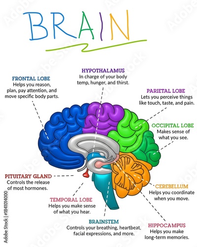 Foto Colorful human brain anatomy diagram showing labeled lobes and specific function