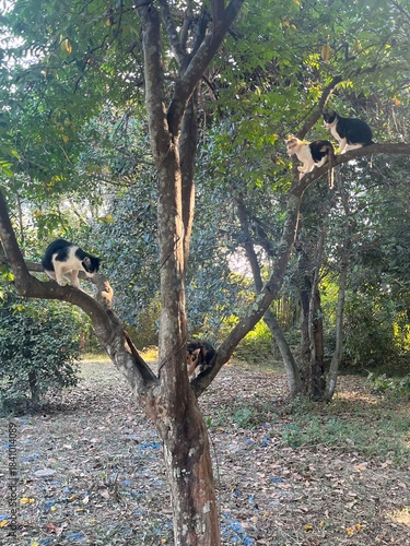 cats in the forest