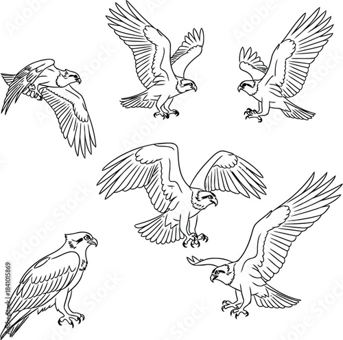 Collection of Outline Eagles and Hawks in Various Poses bird of prey drawing