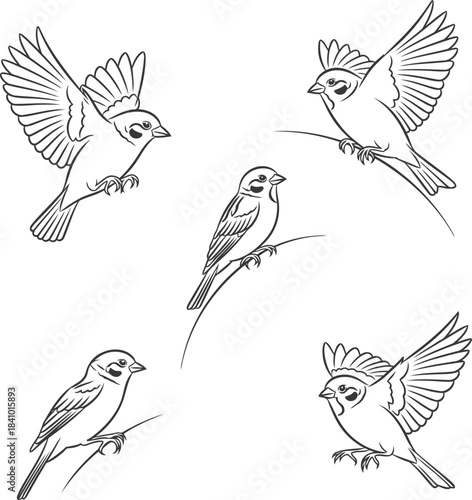 Five Line Art Sparrows on Branches in Various Poses bird flying