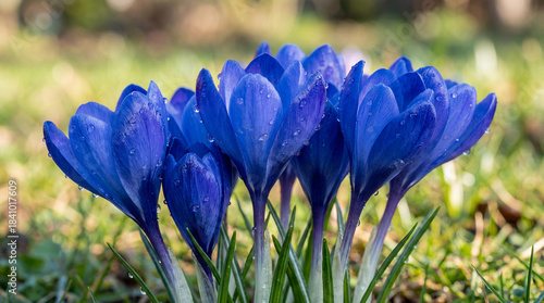 Blue Crocus Spring Flowers Covered in Water Droplets