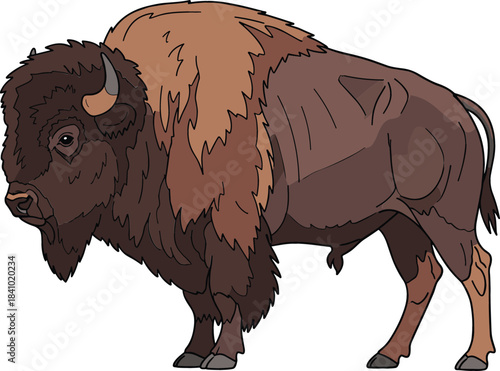 Powerful American Bison Vector Illustration Standing with Shaggy Fur, Prominent Hump, Horns, and Massive Wild Animal Anatomy