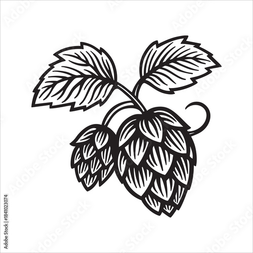 Vintage hand drawn vector of hop cones and leaves with bold engraving lines. Classic hop symbol for beer and brewing themes. Ideal for brewery logos and labels. Part of set.