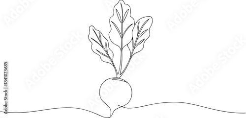 Radish Plant with Green Leaves Growing from the Ground