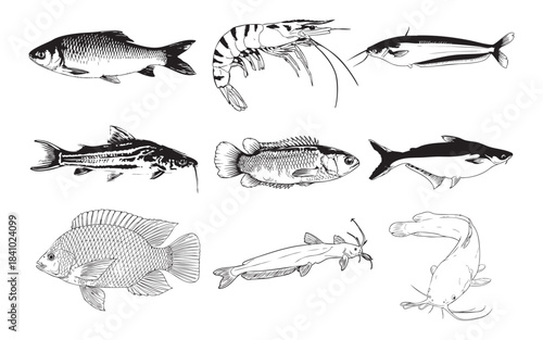 Set of Hand-Drawn Bengal river fish Illustrations – Detailed Black and White Aquatic Animal Sketches.