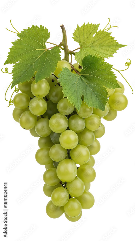Obraz premium Vibrant cluster of fresh green table grapes with attached leaves and tendrils hangs against a stark ready for harvest or culinary use on transparent background