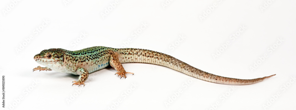 Fototapeta premium Ibiza wall lizard // Pityusen-Eidechse // lagartija de las Pitiusas (Podarcis pityusensis formenterae) - Formentera, Spain