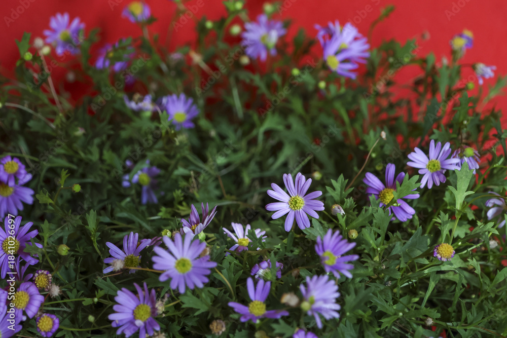 Obraz premium Vibrant purple aster flower bouquet from beautiful garden. Cheerful blossom with green leaf and vivid red background. Natural floral beauty feeling perfect for summer