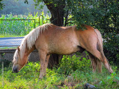 Young horse in a farm