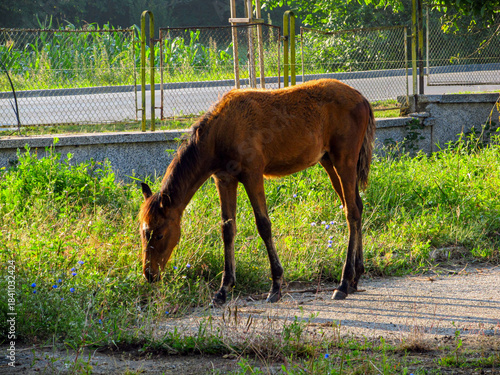 Young horse in a farm