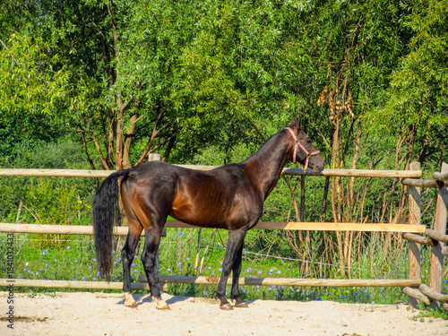 Young horse in a farm