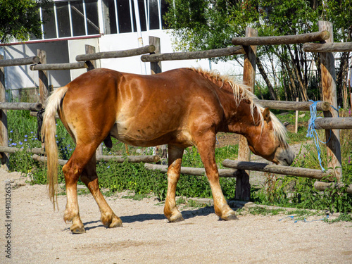 Young horse in a farm