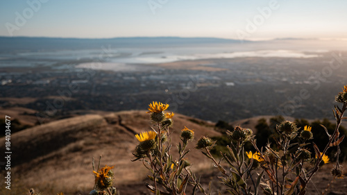 Golden Hour Wildflowers Over the San Jose Valley