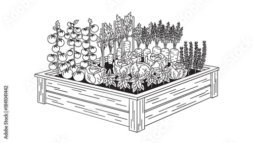 Organic home vegetable garden in a wooden raised bed line art illustration with tomatoes carrots and fresh herbs
